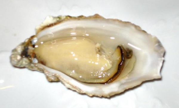 Hào sữa