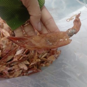 Khô mực chuối giá sỉ